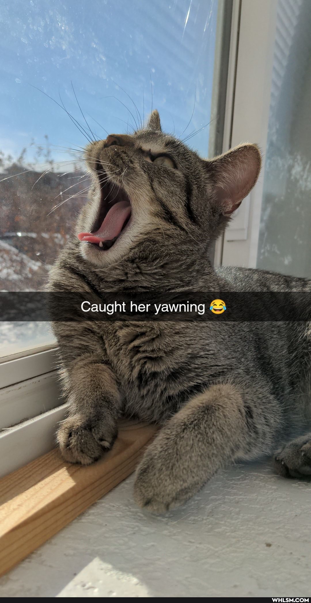 Caught her yawning
= TIERS