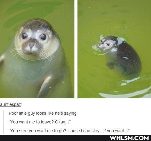 Poor little guy looks like he's saying
'ou want me to leave? Okay.