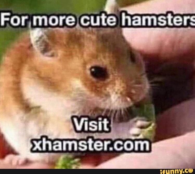 E os
For morejcute hamster:
A