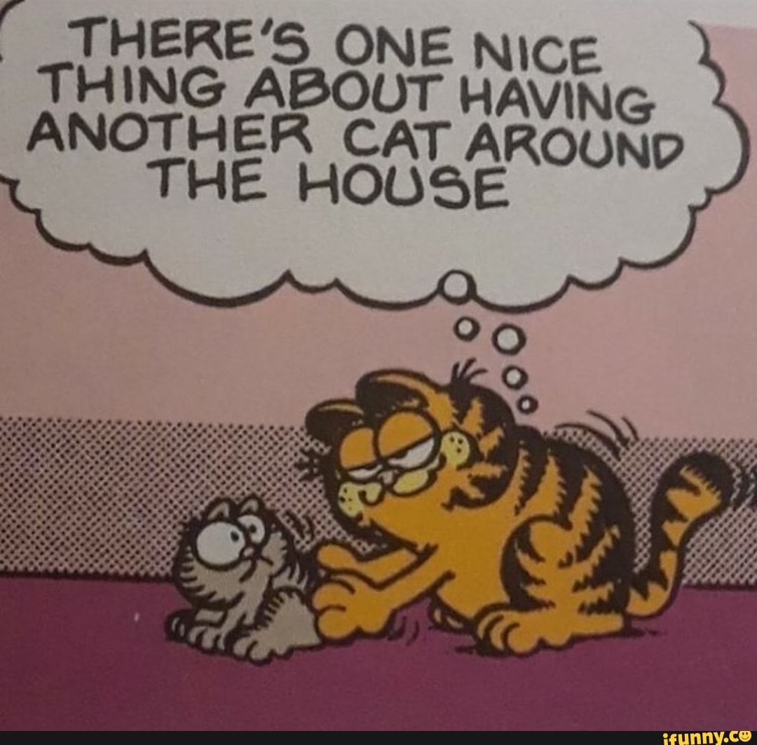 THERE'S ONE NICE THING ABOUT HAVING ANOTHER CAT AROUND
THE HOUSE
