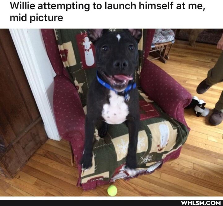 Willie attempting to launch himself at me, mid picture