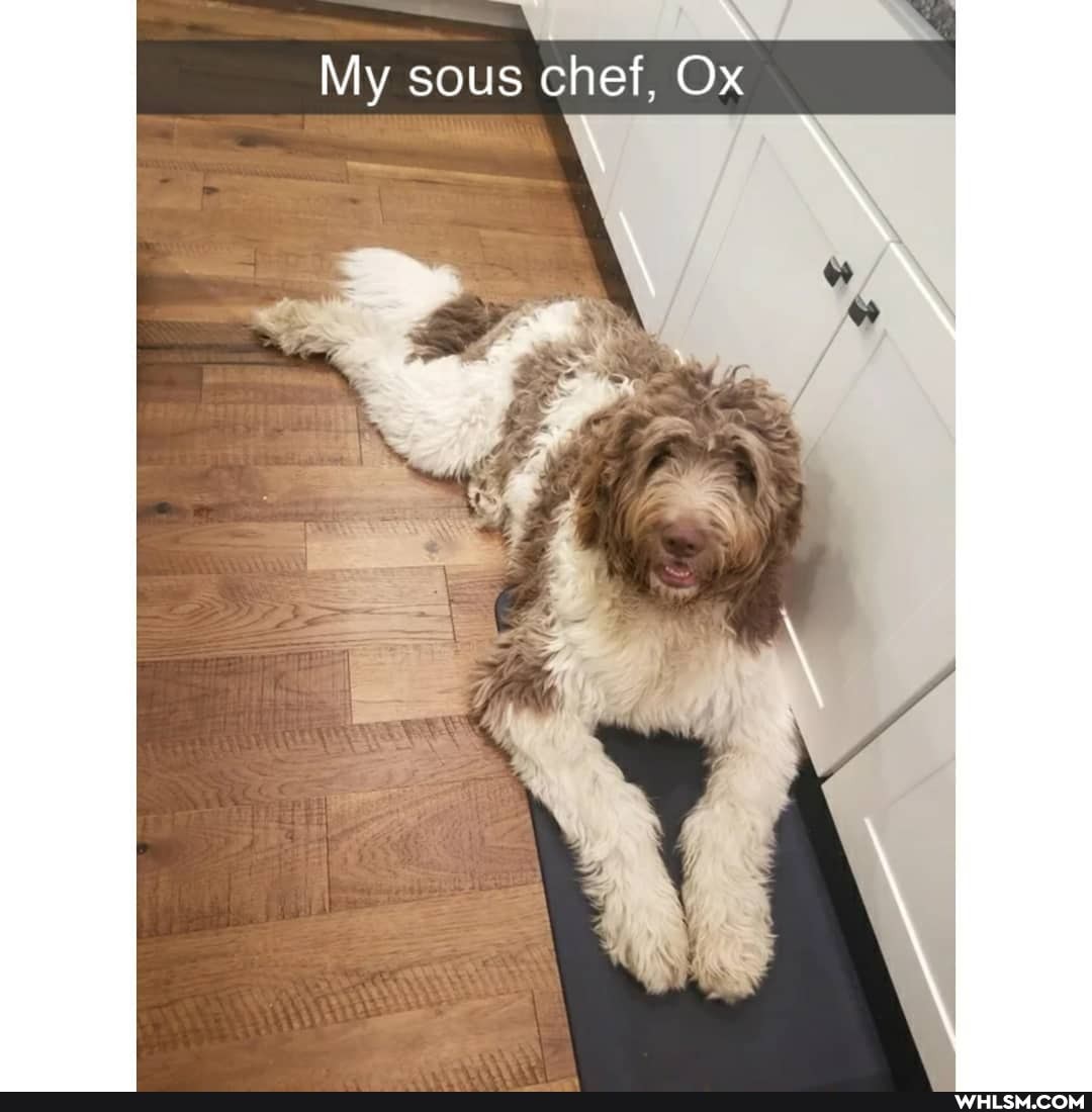 My sous chef, Ox