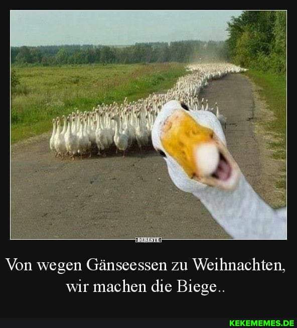 Von wegen Gänseessen zu Weihnachten, wir machen die Biege..