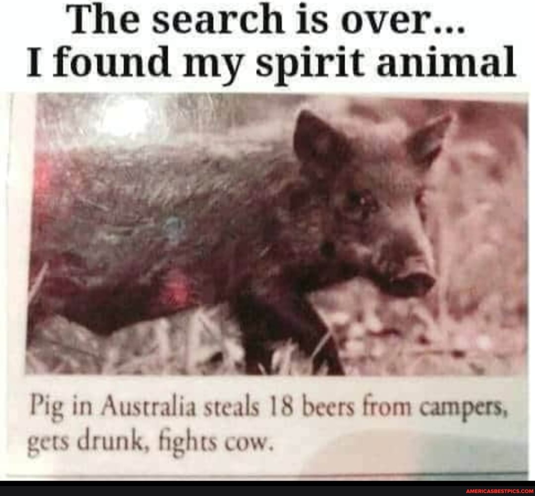 The search is over...
I found my spirit animal
Pig in Australia steals 18 beers from campers, gets drunk, fights cow.