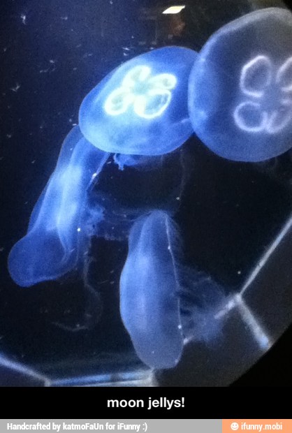 moon jellys!