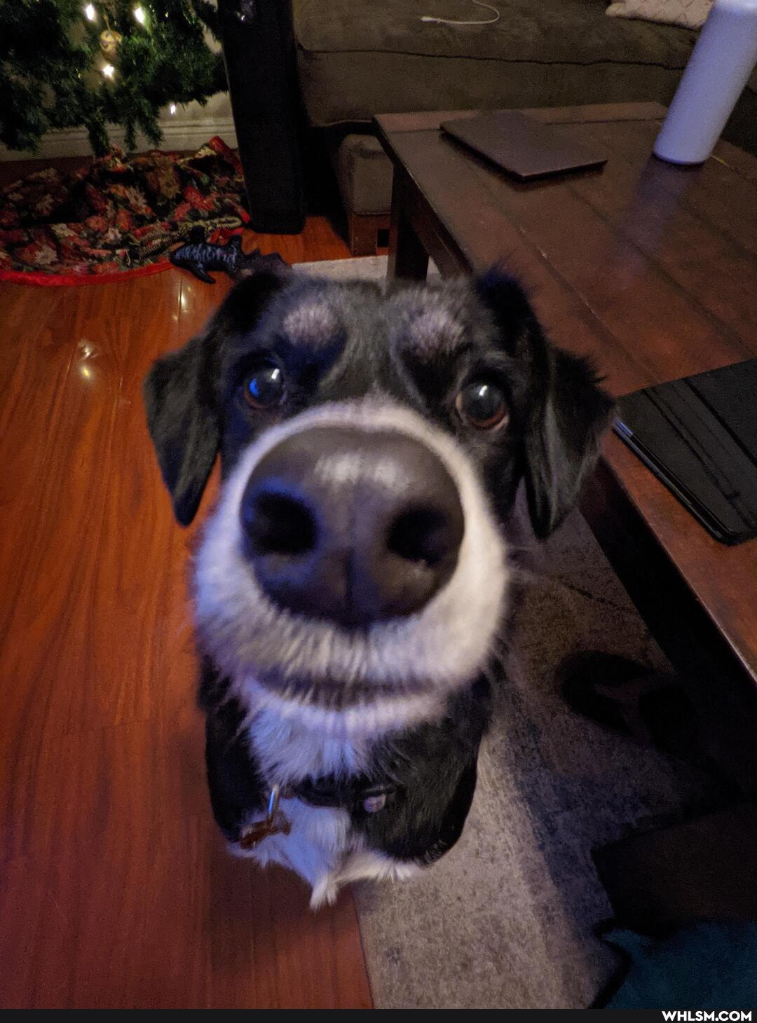 wide, angle, lens, derped, dog