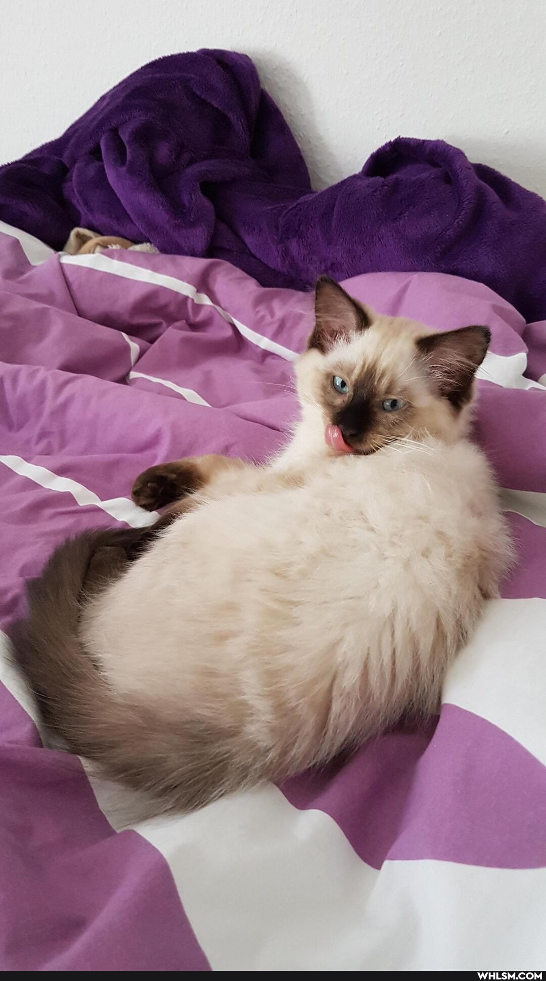 cat, kitten, baby_animals, cuteness_overload, chickennuggiesforeveryone