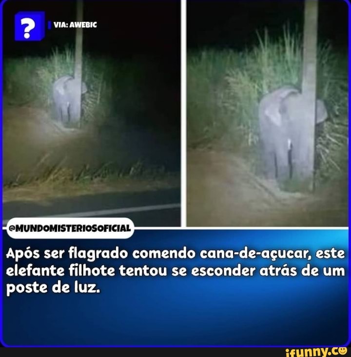 GMUNDOMISTERIOSOFICIAL
Após ser flagrado comendo cana-de-açucar, este elefante filhote tentou se esconder atrás de um poste de luz.