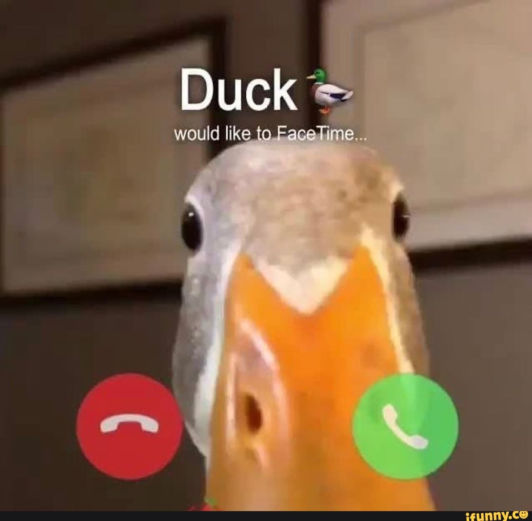 Duck would like FaceTime... 