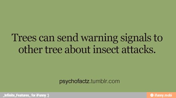 Trees can
send warning signals to
other tree about insect attacks.
psychofactz.tumblr.com
