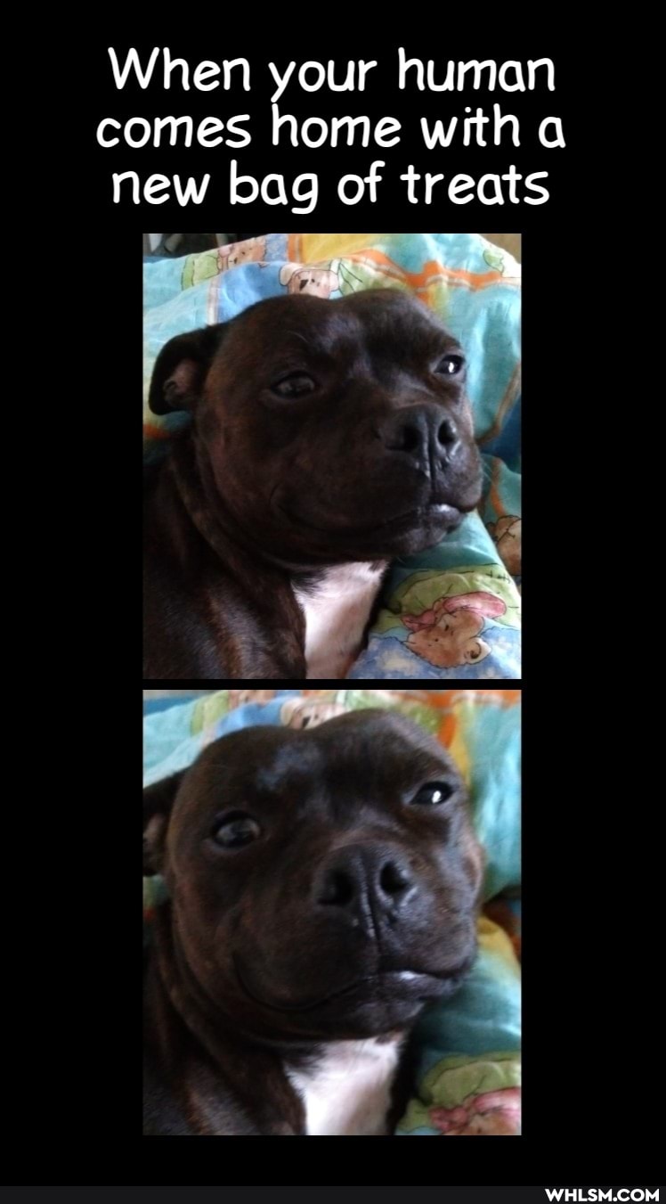 When your human comes home with new bag of treats
we