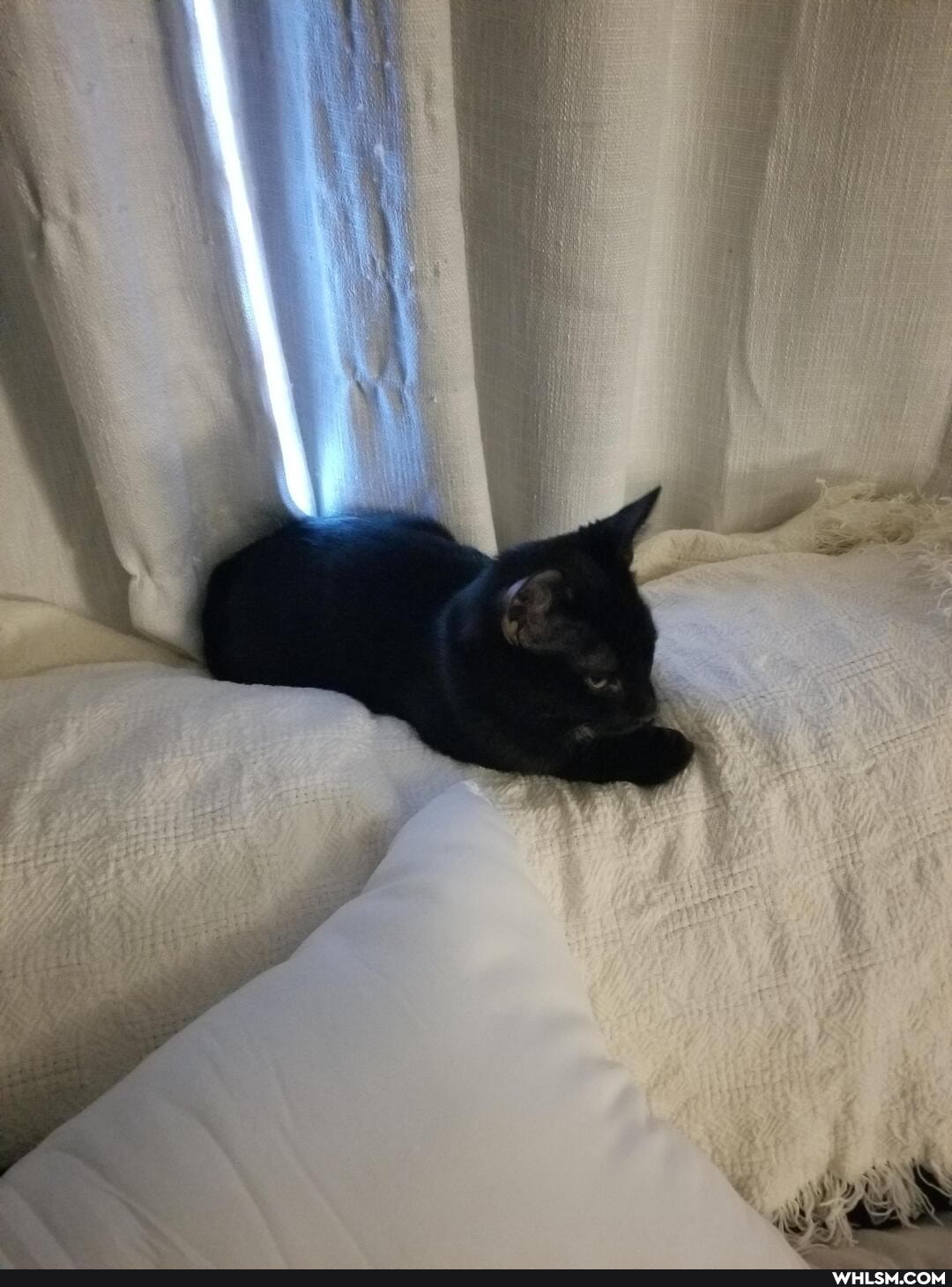 cat, aww, kitten
