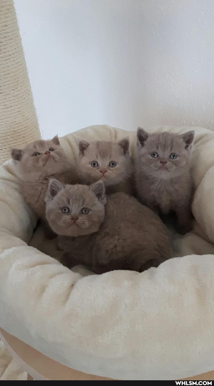 cats, cat