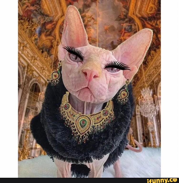 Fino señores. - iFunny  Sphinx cat, Cat memes, Animal memes