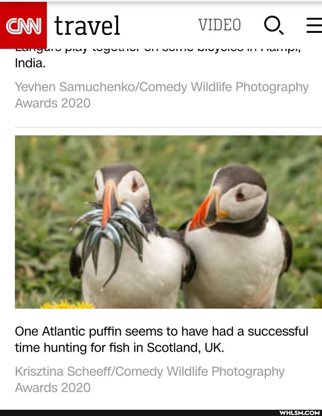 I travel VIDEO =
woo
India.
Yevhen Wildlife Photography
Awards 2020
One Atlantic puffin seems to have had a successful time hunting for fish in Scotland, UK.
Krisztina Wildlife Photography
Awards 2020