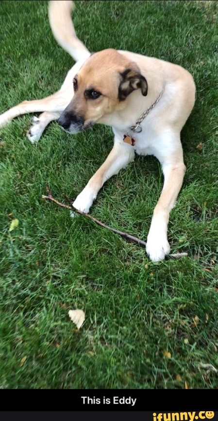 This is Eddy - This is Eddy