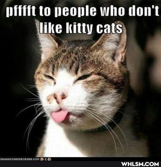 pitta to people who don't like kitty cats
