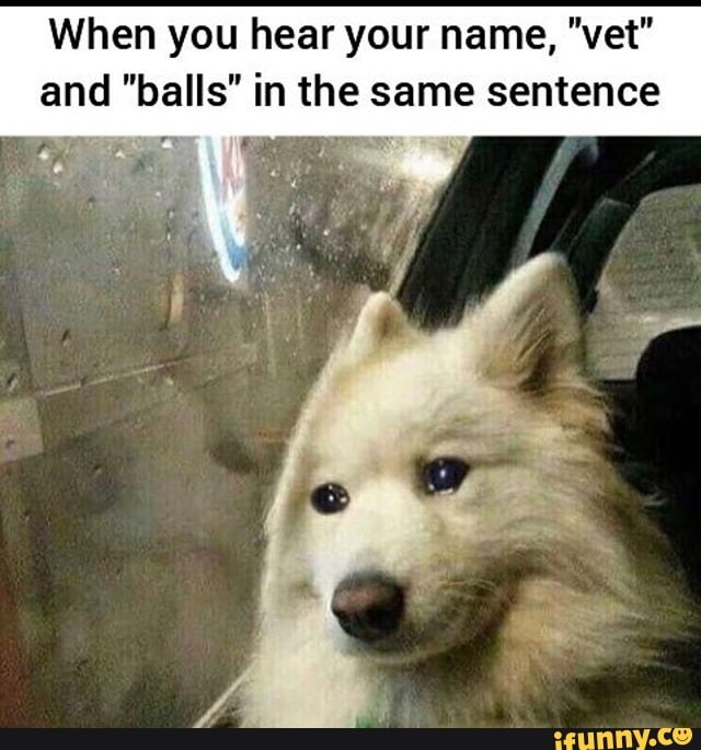 When you hear your name, "vet"
and "balls" in the same sentence