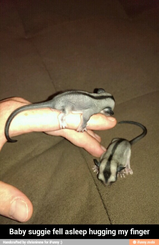 Baby suggie fell asleep hugging my finger - Baby suggie fell asleep hugging my finger