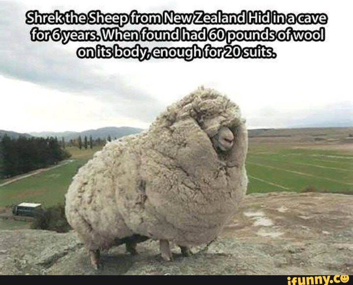 Shrekthe'Sheep from New/Zealand Hid in'aicave Tirada - )