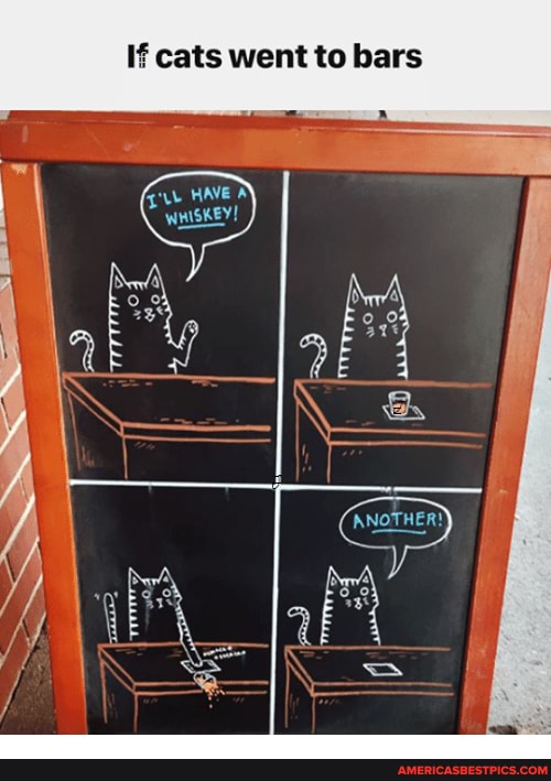 If cats went to bars