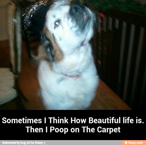 Sometimes I Think How Beautiful life is.
Then I Poop on The Carpet