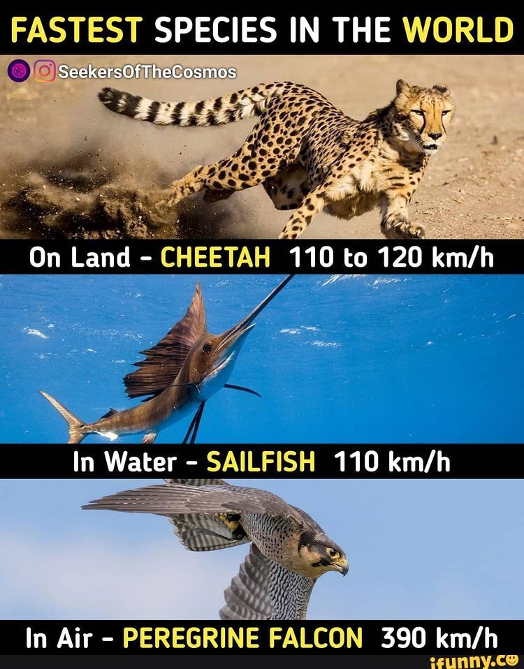 FASTEST SPECIES IN THE WORLD SeekersOfTheCosmos On Land - CHEETAH 110