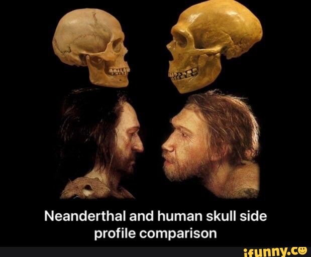 Neanderthal and human skull side profile comparison - iFunny