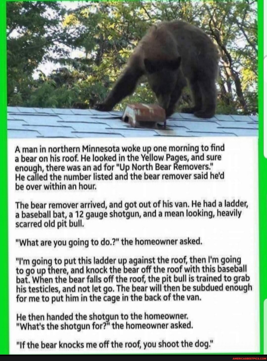 Aman in northern Minnesota woke up one morning to find a bear on his roof. He looked in the Yellow Pages, and sure enough, there was an ad for "Up North Bear Removers."
He called the number listed and the bear remover said he'd be over within an hour.
The bear remover arrived, and got out of his van. He had a ladder, a baseball bat, a 12 gauge shotgun, and a mean looking, heavily scarred old pit bull.
"What are you going to do.?" the homeowner asked.
"I'm going to put this ladder up against the roof, then I'm going
to go up there, and knock the bear off the roof with this baseball bat. When the bear falls off the roof, the pit bull is trained to grab his testicles, and not let go. The bear will then be subdued enough for me to put him in the cage in the back of the van.
He then handed the shotgun to the homeowner.
"What's the shotgun for?" the homeowner asked.
"If the bear knocks me off the roof, you shoot the dog."