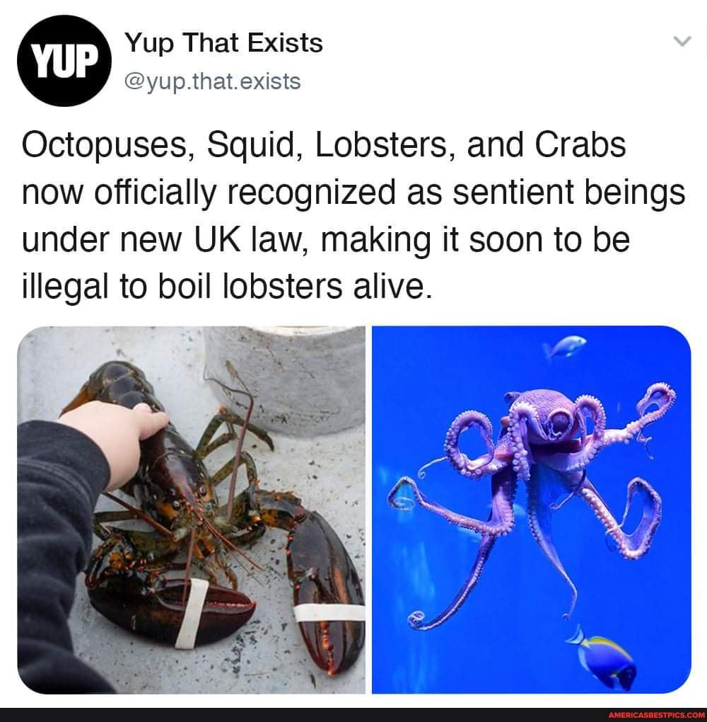 Octopuses Squid Lobsters And Crabs Now Officially Recognized As Sentient Beings Under New Uk Law Making It Soon To Be Illegal To Boil Lobsters Alive America S Best Pics And Videos