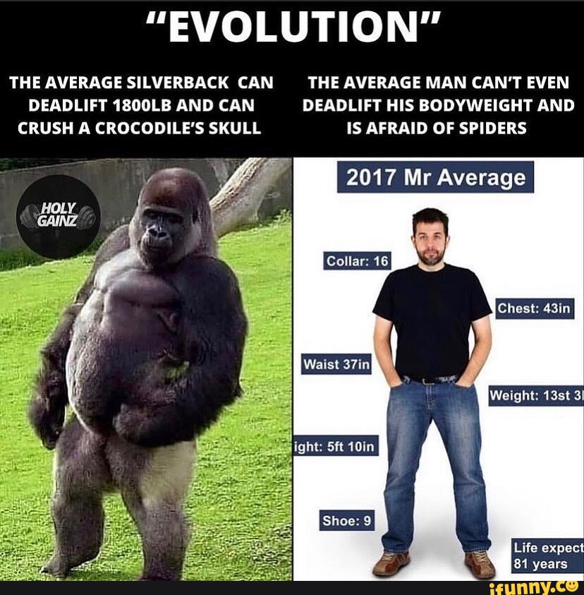 "EVOLUTION" THE AVERAGE SILVERBACK CAN THE AVERAGE MAN CAN'T EVEN