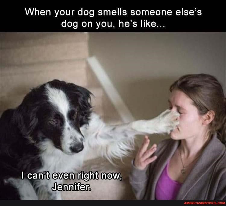 When your dog smells someone else's dog on you, he's like...
can't even right now,
Jennifer.