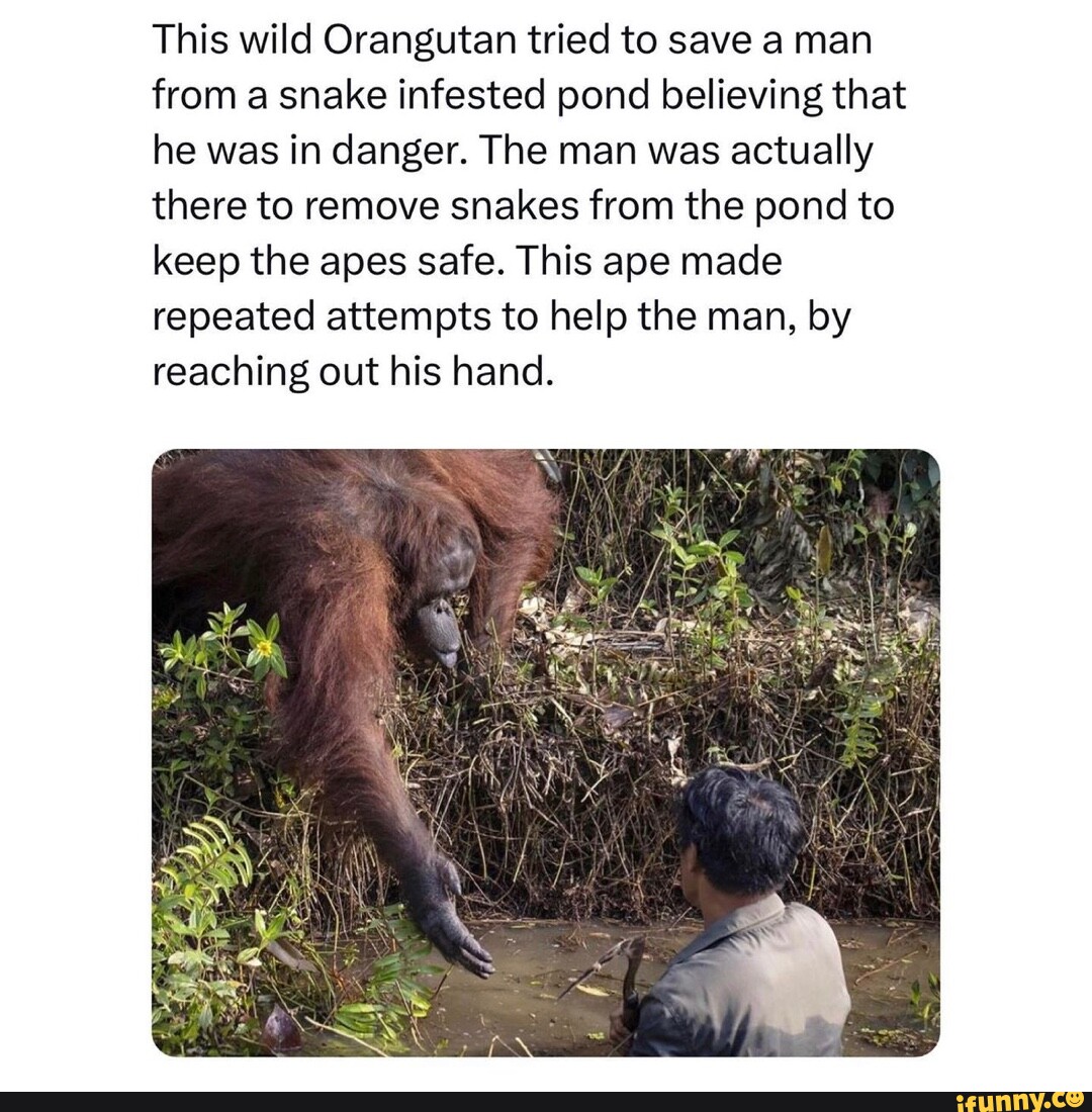 This wild Orangutan tried to save a man from a snake infested pond ...