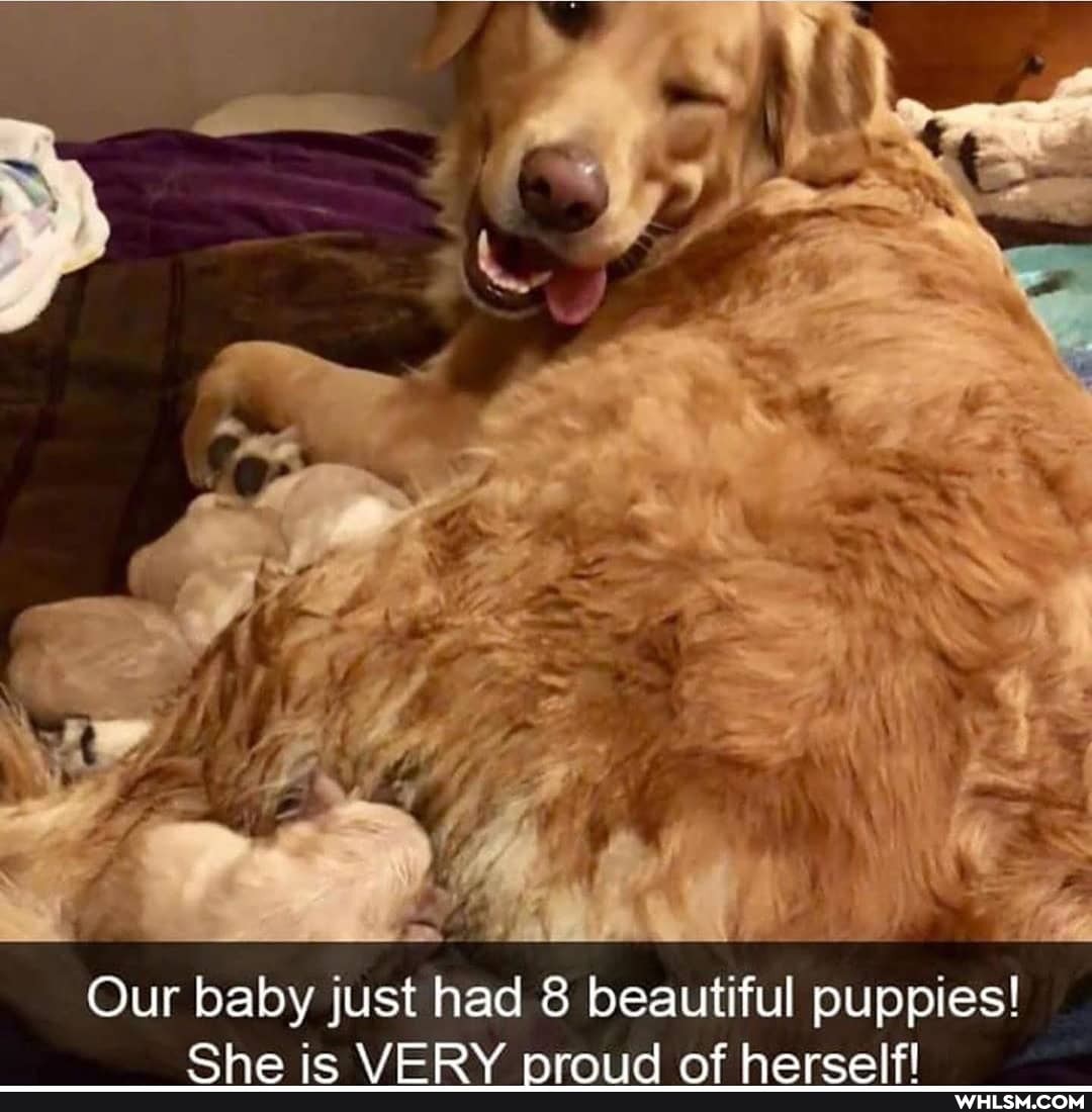 Our baby just had 8 beautiful puppies!
Cha ie RV nrrniid Af