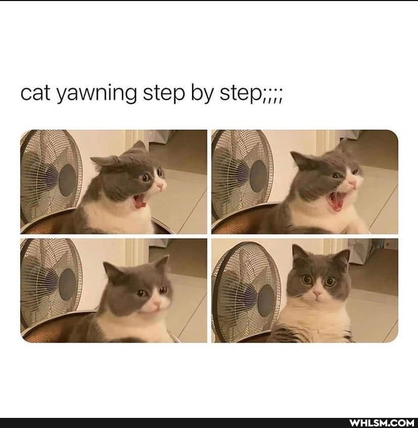 cat yawning step by step;;;;