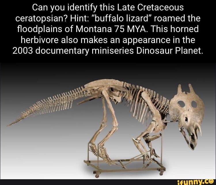 mesonychid skeleton