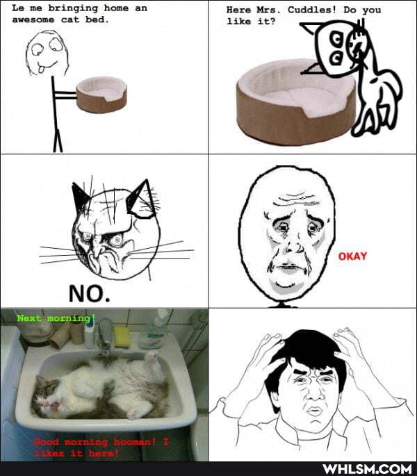 Le me awesome cat home bed an awesome cat bec
Here Mrs. Cuddles! Do you like it?
OKAY