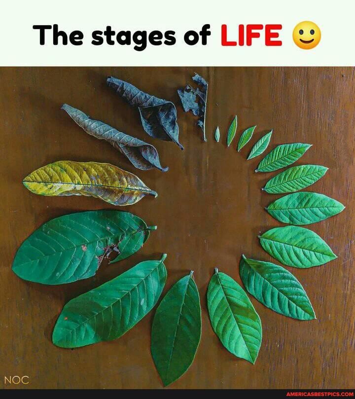 The stages of LIFE