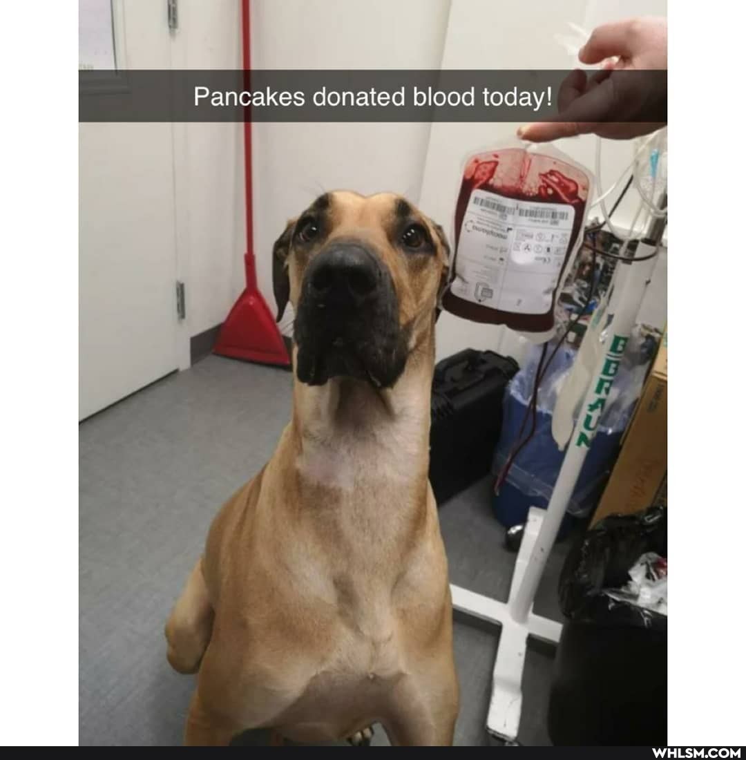 Pancakes donated blood today!