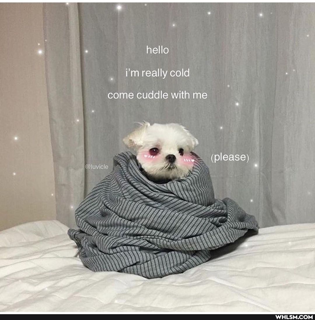 hello i'm really cold
come cuddle with me
please)
@luvicle