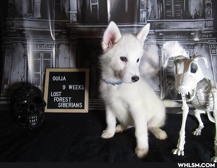 9 WEEKS
LOST FOREST SIBERIANS