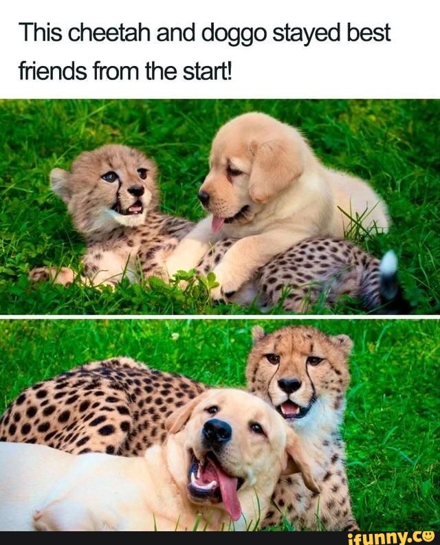 This cheetah and doggo stayed best
friends from the start!