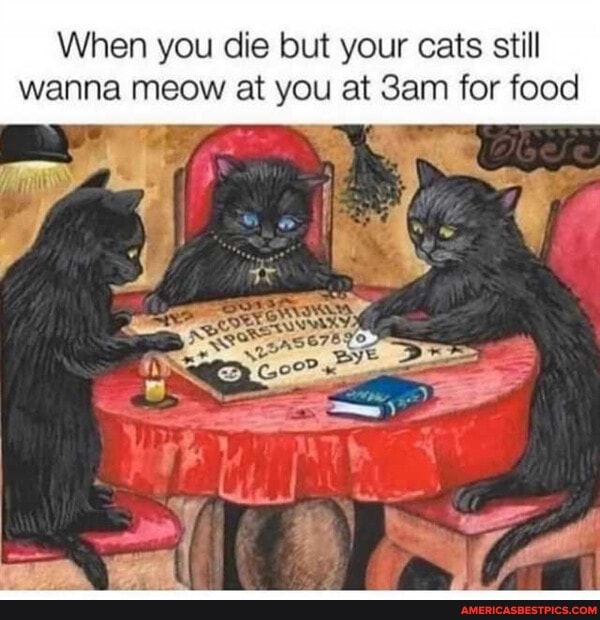 When you die but your cats still wanna meow at you at Sam for food