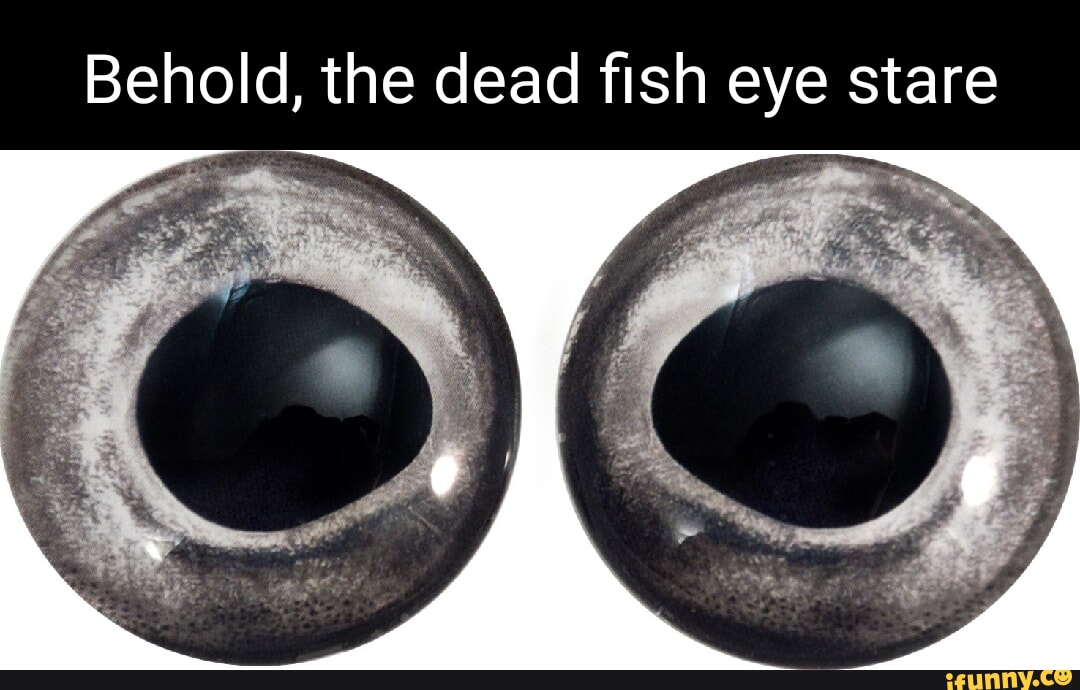 Behold, the dead fish eye stare - iFunny