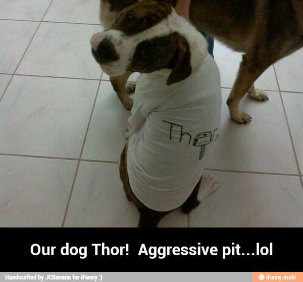 Our dog Thor! Aggressive pit...lol - Our dog Thor! Aggressive pit...lol