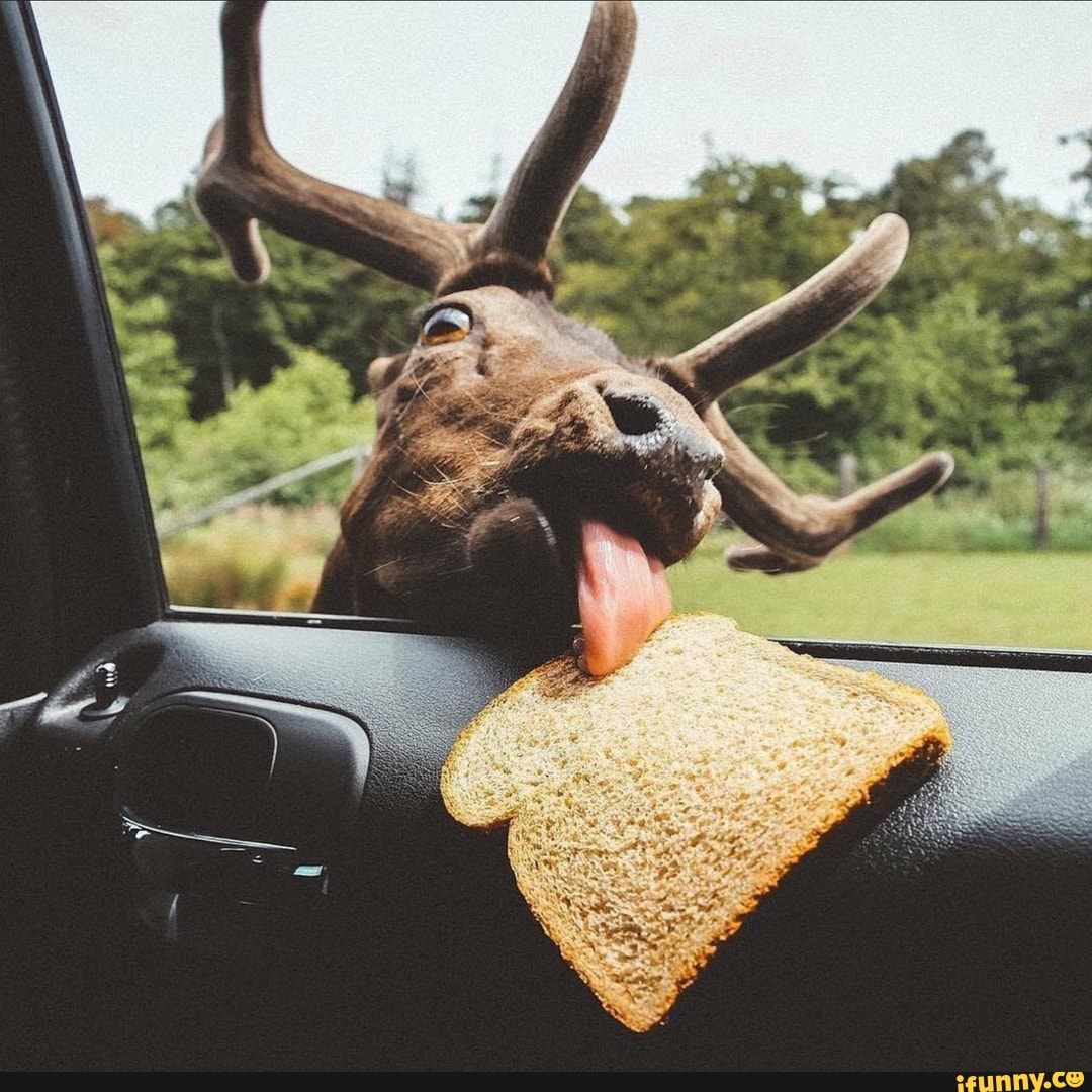 shitpost, mlem, deer, bread, snack_time