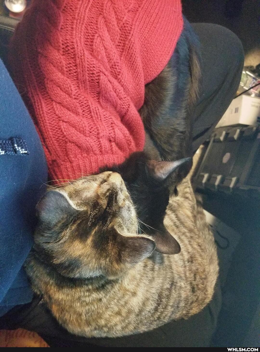 aww, cat, neutral_post