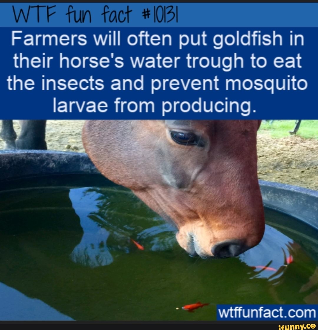 Farmers will often put goldﬁsh in their horse's water trough to eat the