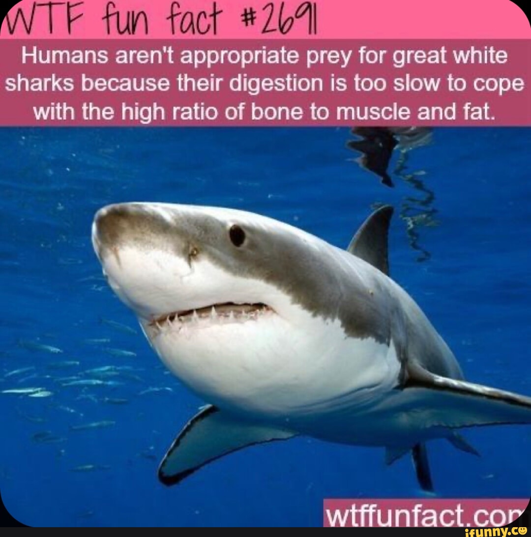 humans-aren-t-appropriate-prey-for-great-white-sharks-because-their