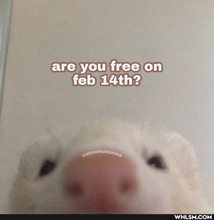 are you free on feb 14th?